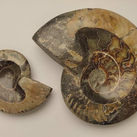 Souvenir Fossilized Ammonite