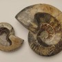 Souvenir Fossilized Ammonite