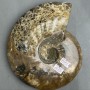 Souvenir Solid Fossil Ammonite 21×18×4 cm, 2 cm +/- (price per 1683 g.)