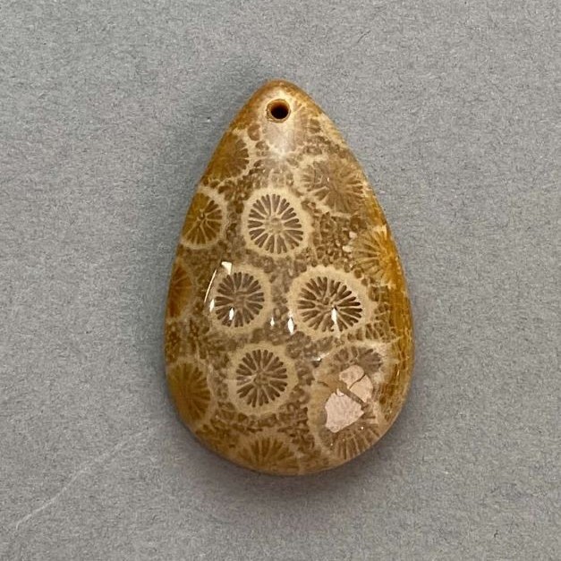 Pendant Fossilized Coral 37×23 mm+