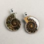 Ammonite pendant in a silver bezel, assorted sizes from 30×40 mm to 40×50 mm (each)