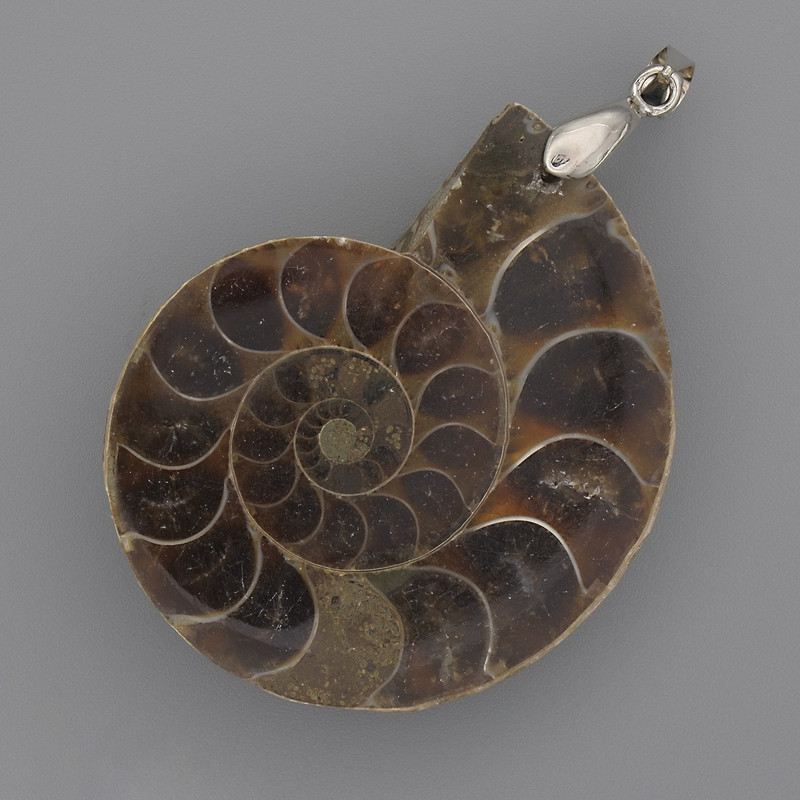 Ammonite Pendant 42x35mm, length 52mm, ± assorted sizes (per piece)