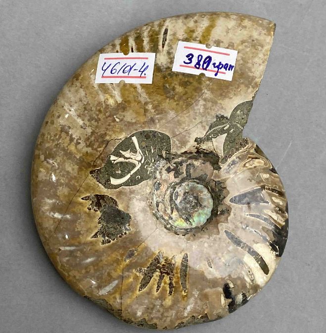Souvenir Fossilized Ammonite